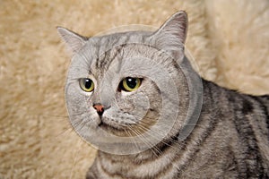 Gray tabby british cat