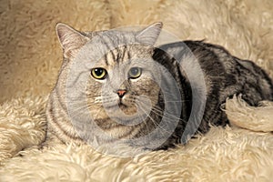 Gray tabby british cat