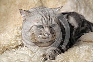 Gray tabby british cat