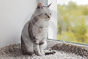 Gray tabby british cat sitting on a window sill at home