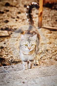 Gray tabby cat