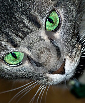 Gray Tabby Cat