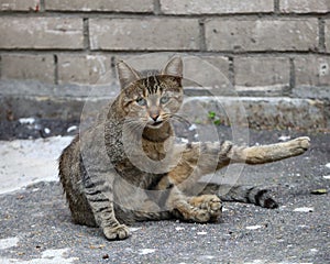 Gray tabby cat against a white brick wall with a skeptical expression on its face