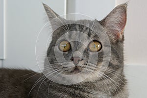 Gray tabby cat with amber eyes