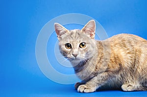 Gray tabby cat on a blue background is looking at the camera. Animal portrait. Pet. Place for text. Copy space