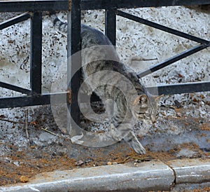 Gray tabby cat crawls through a low black metal fence