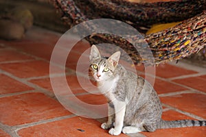 Gray tabby cat