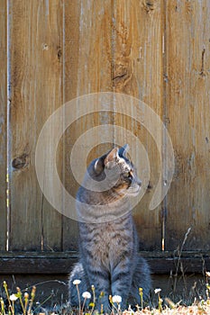 Gray Tabby Cat by Fence Looking Sideways