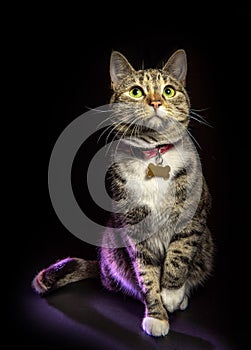 gray tabby cat with green eyes sitting looking up isolated on black background