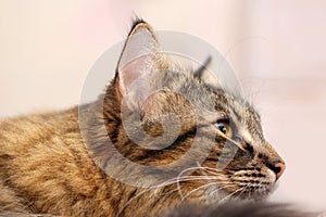 Gray Tabby Cat Half Face Portrait