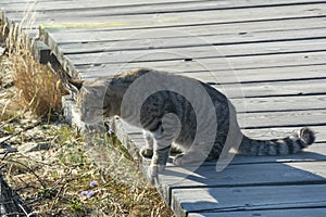 Gray tabby cat hunting in the wild. Selective focus, close-up