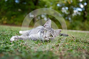 gray tabby cat laying down in grass