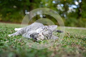 gray tabby cat laying down in grass