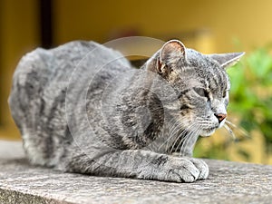 Gray tabby cat lies on the fence with his eyes narrowed