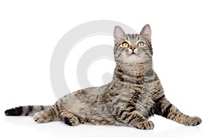 Gray tabby cat looking up. isolated on white background