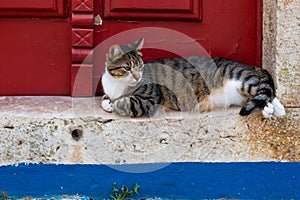 Gray tabby cat lying in the red doorway of a house photo