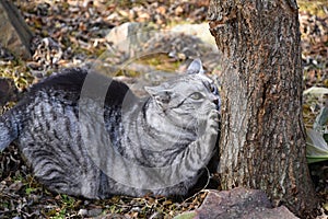 Gray tabby cat lying sharpen claws on tree