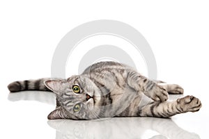 Gray tabby cat lying on white background