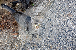 Gray tabby cat outdoors looking at camera