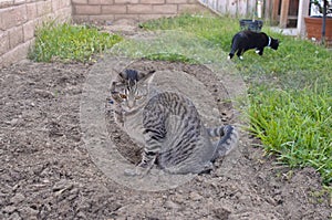 Gray tabby cat peeing on ground in backyard