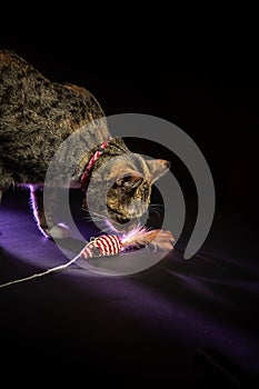 Gray tabby cat playing with a mouse shaped toy