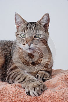 Gray Tabby Cat, Polydactyl