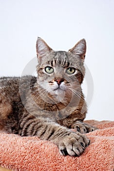 Gray Tabby Cat, Polydactyl