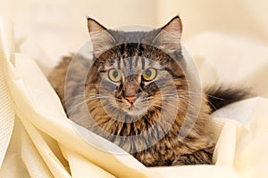 Gray Tabby Cat Portrait