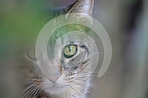 Gray tabby cat portrait closeup
