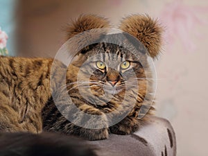 Gray Tabby Cat Portrait with Fancy Hairstyle