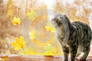 Gray tabby cat on a rainy autumn window