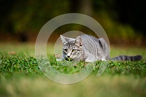 Gray tabby cat ready to pounce