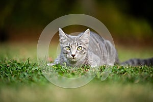 Gray tabby cat ready to pounce