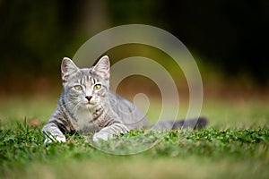 Gray tabby cat ready to pounce