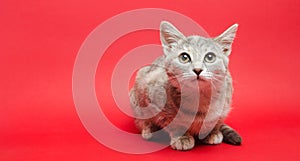 Gray tabby cat on a red background. Animal portrait. Pet. Place for text