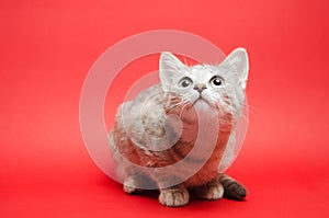 Gray tabby cat on a red background. Animal portrait. Pet. Place for text. Copy space