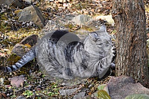 Gray tabby cat sharpen claws on tree