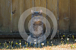 Gray Tabby Cat Sitting by Fence