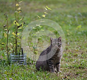 Gray tabby cat is sitting on the grass near a sapling