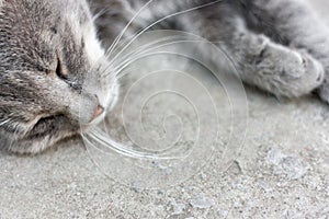 Gray tabby cat sleeping on the pavement