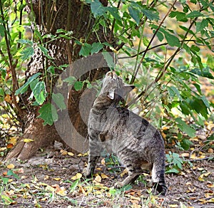Gray tabby cat sniffs the leaves of an autumn tree