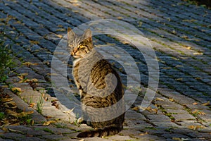 Gray tabby cat on the street looks with yellow eyes, horizontal photo