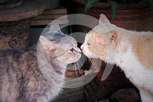 Gray tabby cute kitten  kissing  lovely fluffy brown cat