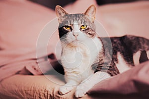 A gray tabby domestic cat with yellow eyes lies proudly on a soft bed. Home comfort and relaxation of a pet