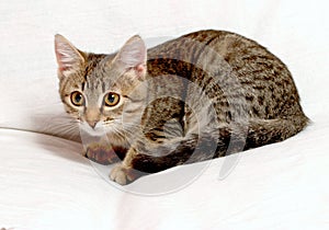 Gray tabby kitten.