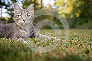 Gray tabby kitten in the grass