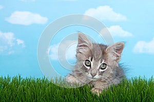 Gray tabby kitten in grass