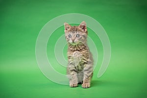 Gray Tabby Kitten on Green background