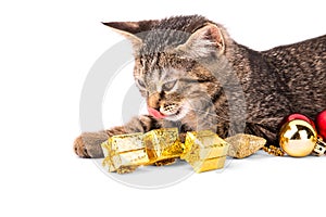 Gray tabby kitten lick nose lying next to the gift boxes on whit