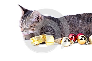 Gray tabby kitten lick paw lying next to the gift boxes on white